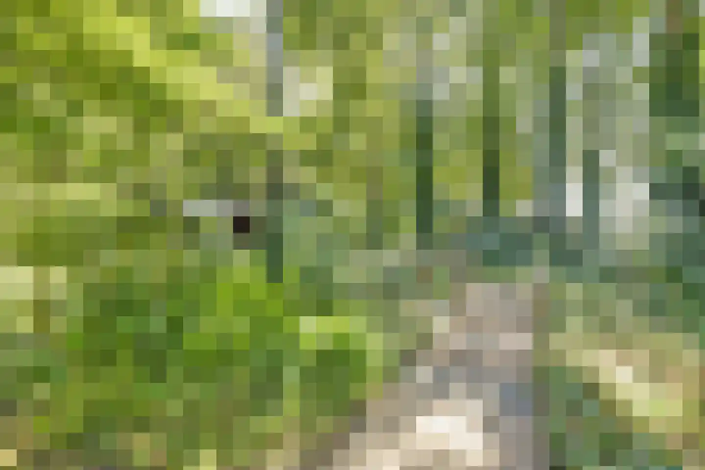 Asbroekweg 2 Maasbree thumbnail 82