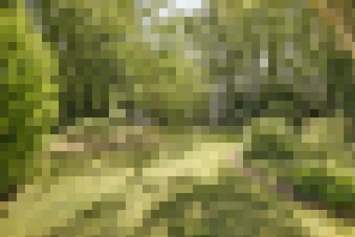 Asbroekweg 2 Maasbree thumbnail 83