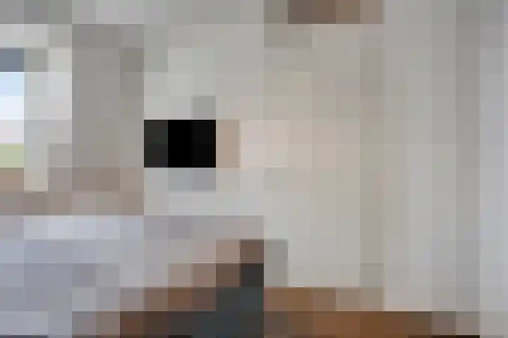 Asperge 20 Helden thumbnail 17