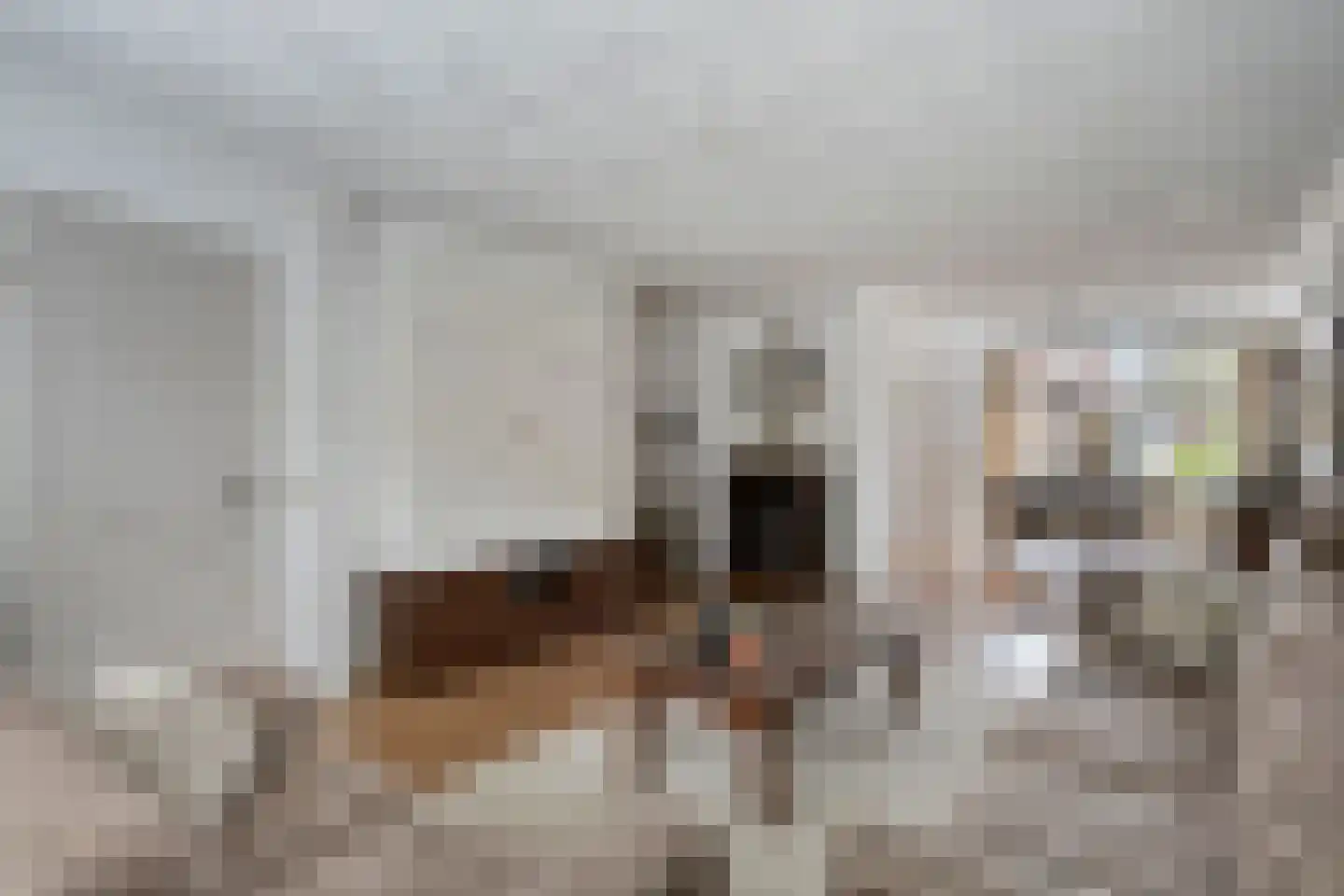 Assepoester 17 Eindhoven thumbnail 13