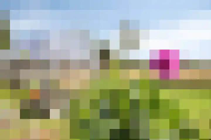 Asserstraat 51 Norg thumbnail 48