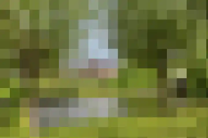 Asterlaan 1 Lutjebroek thumbnail 49