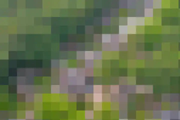 Astridlaan 24 Nunspeet thumbnail 33
