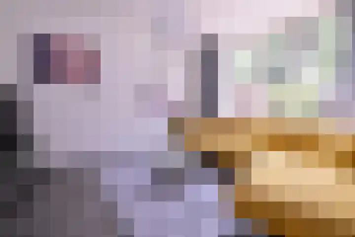 Atalanta 42 Deventer thumbnail 9