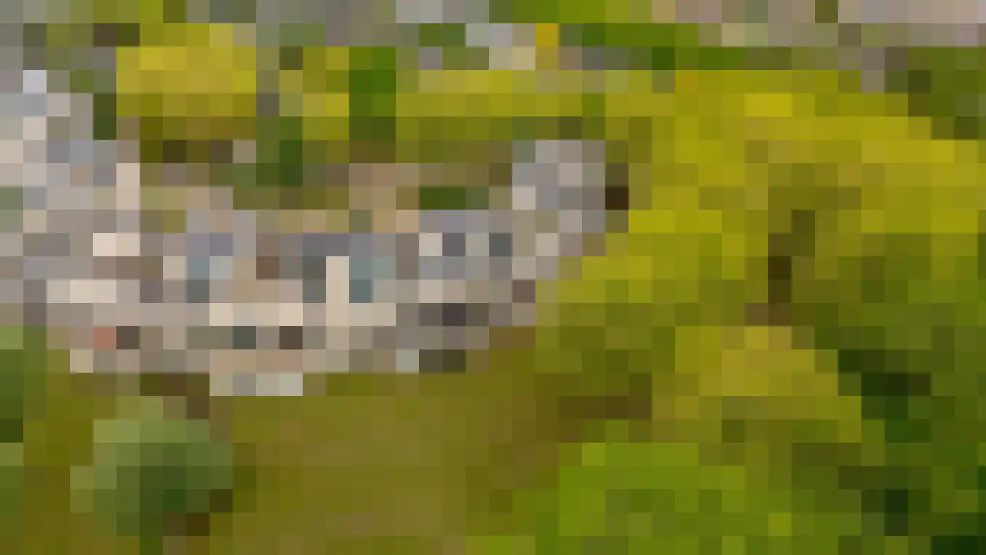 Atalantaberm 10 Houten thumbnail 47