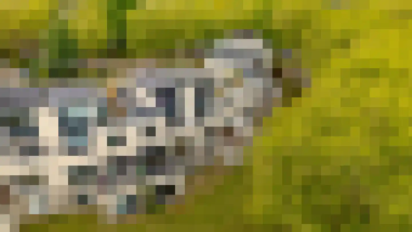 Atalantaberm 10 Houten thumbnail 6