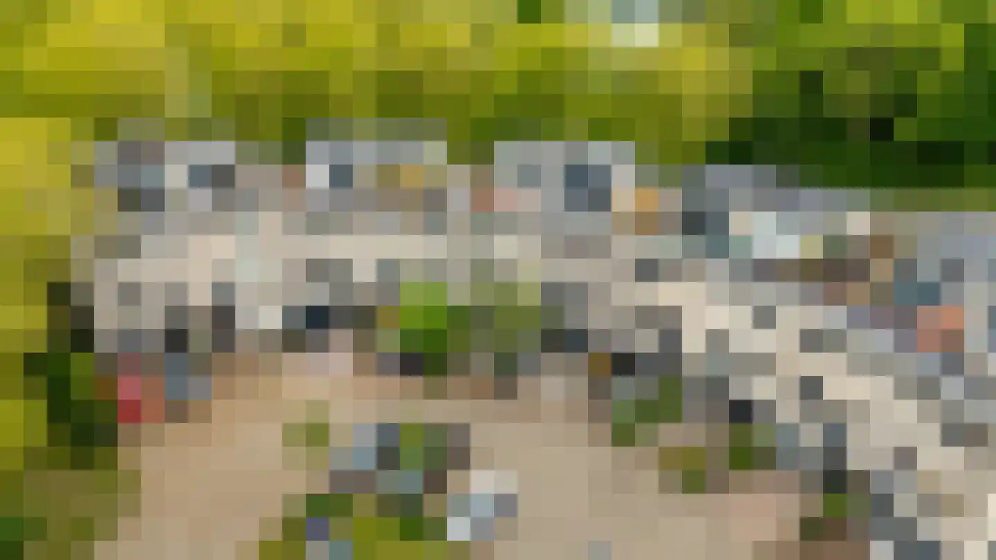 Atalantaberm 10 Houten thumbnail 7