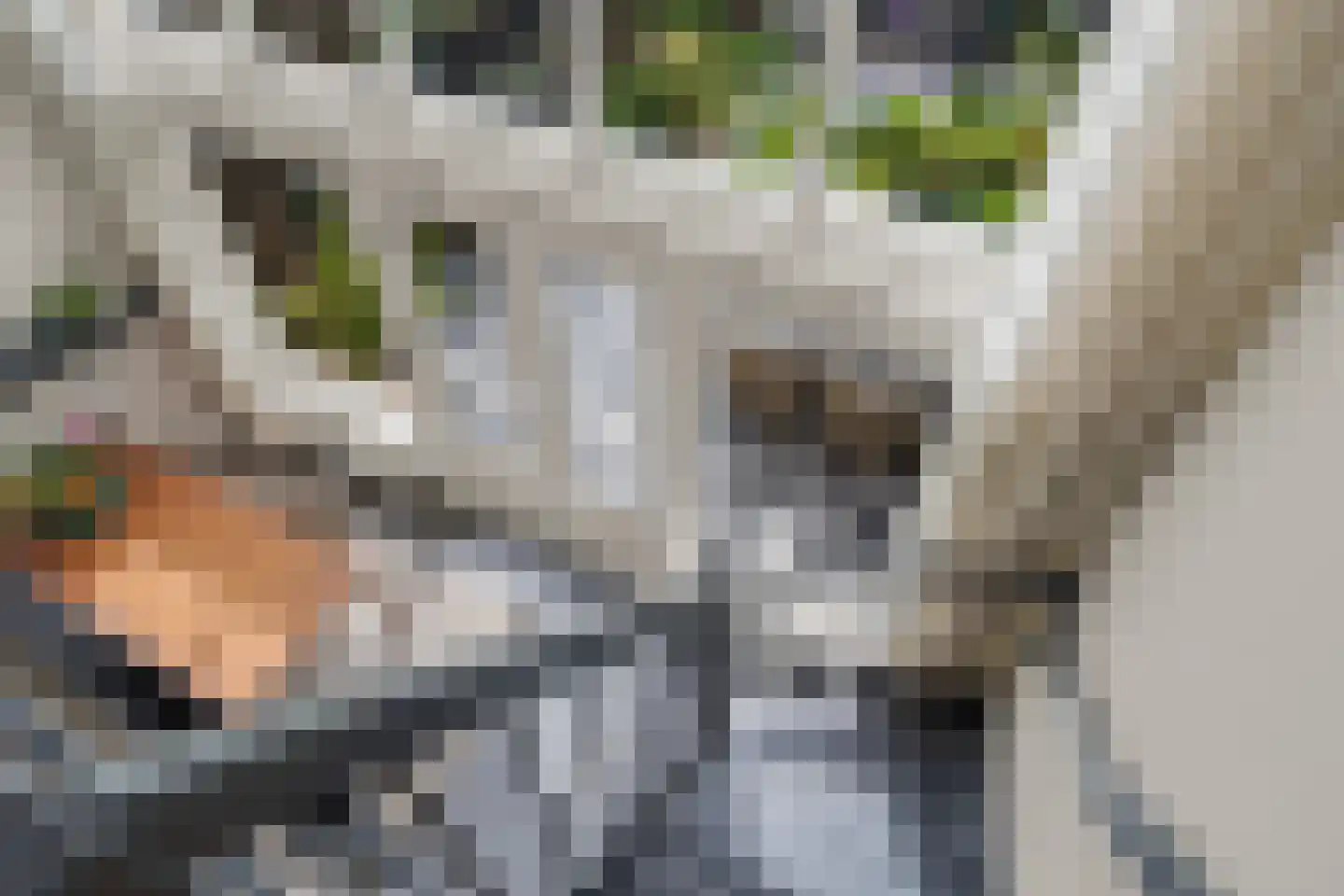 Atalantaberm 3 Houten thumbnail 21