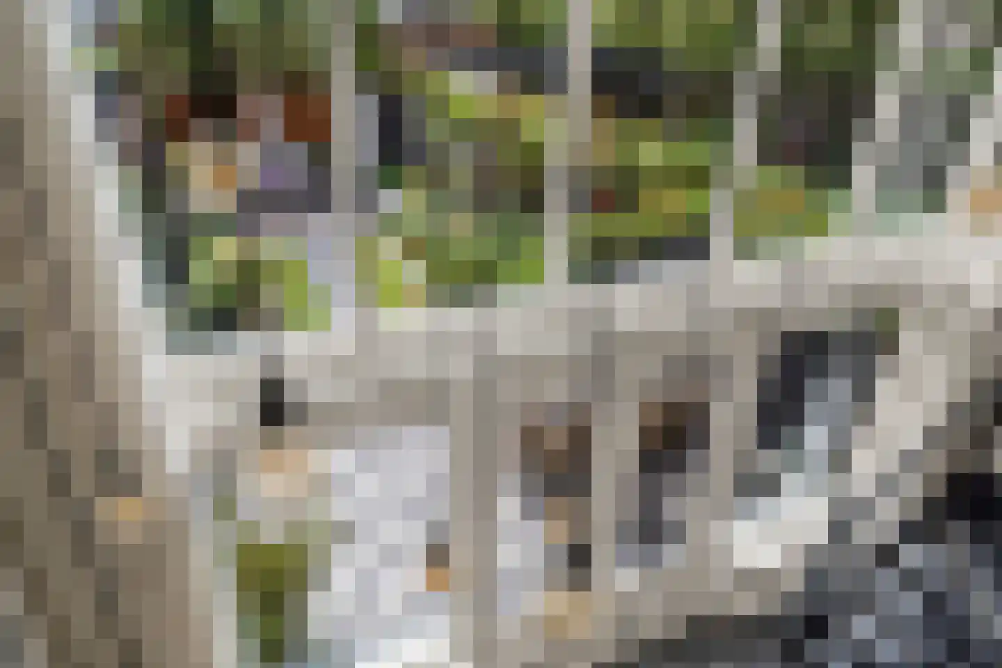 Atalantaberm 3 Houten thumbnail 22
