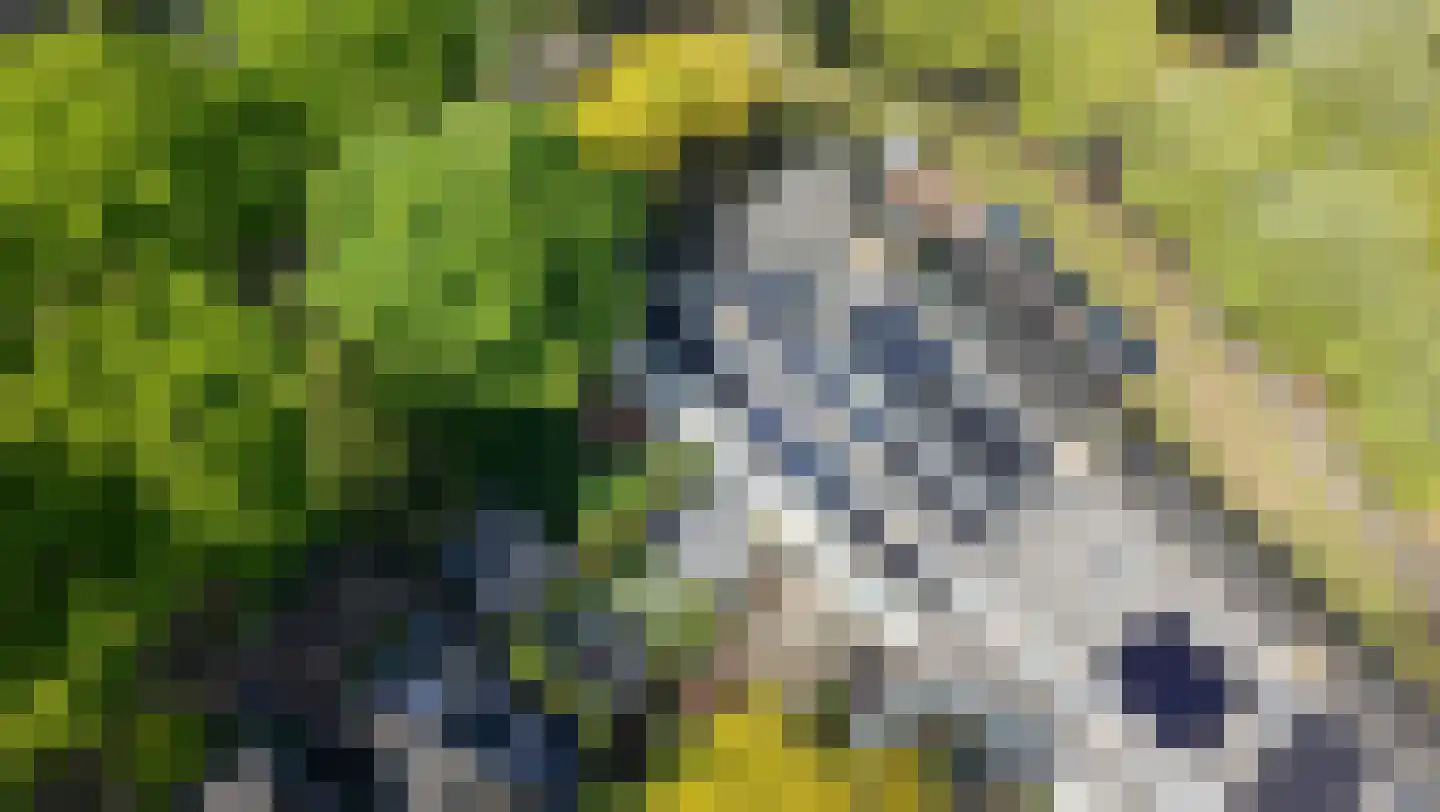Atalantaberm 3 Houten thumbnail 54