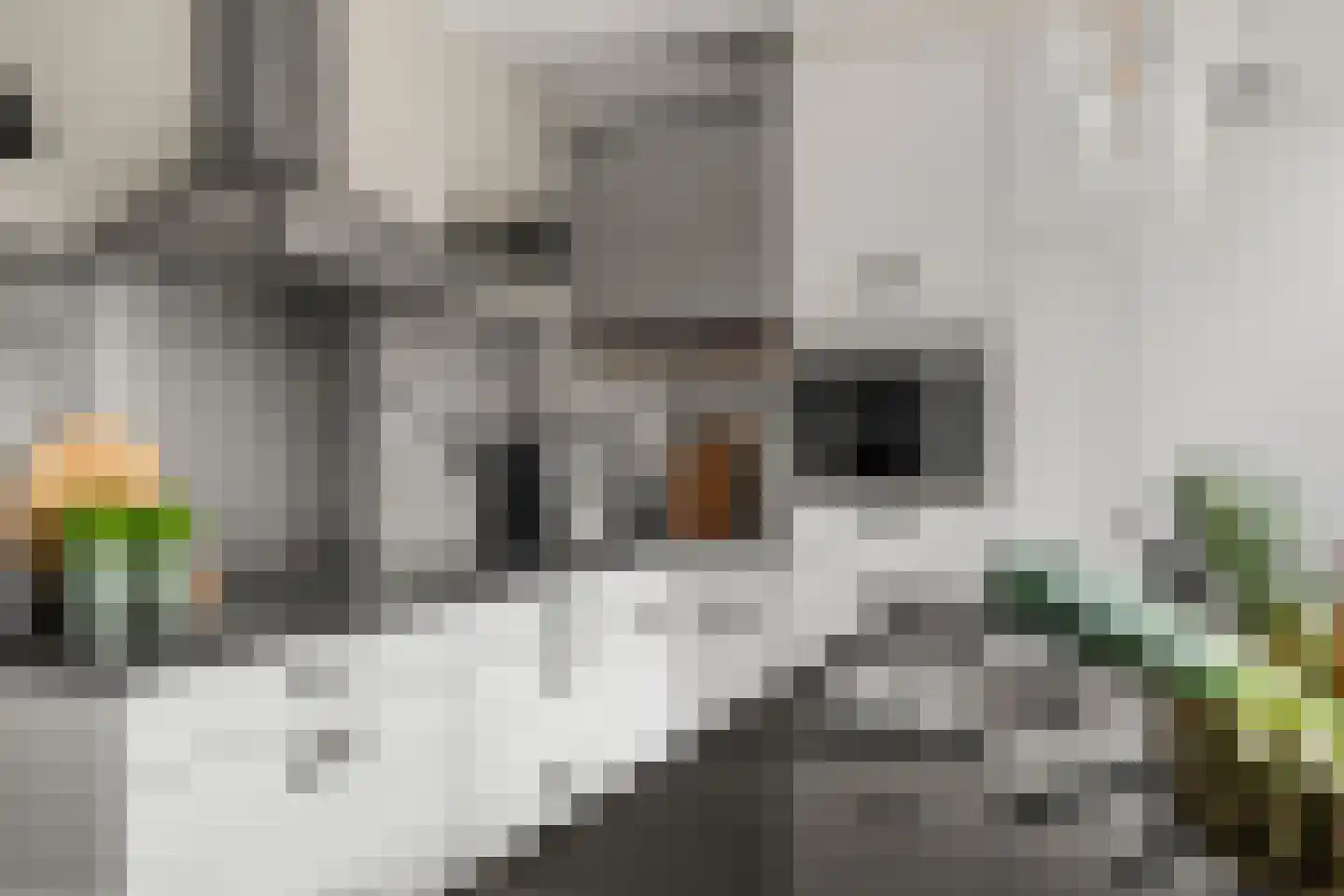 Atalantaberm 3 Houten thumbnail 6