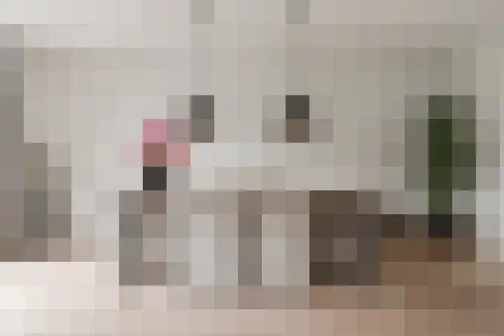 Atalantalaan 38 Aalsmeer thumbnail 12