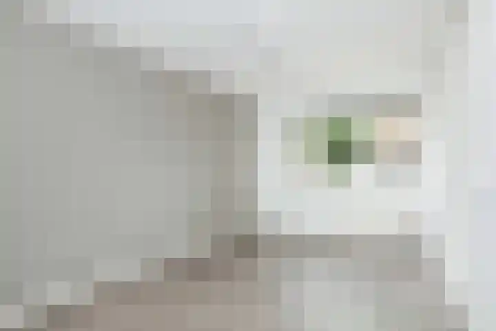 Atlasvlinder 2 Amersfoort thumbnail 16