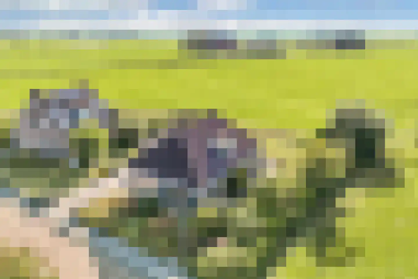 Ats Bonninghawei 11 Warns