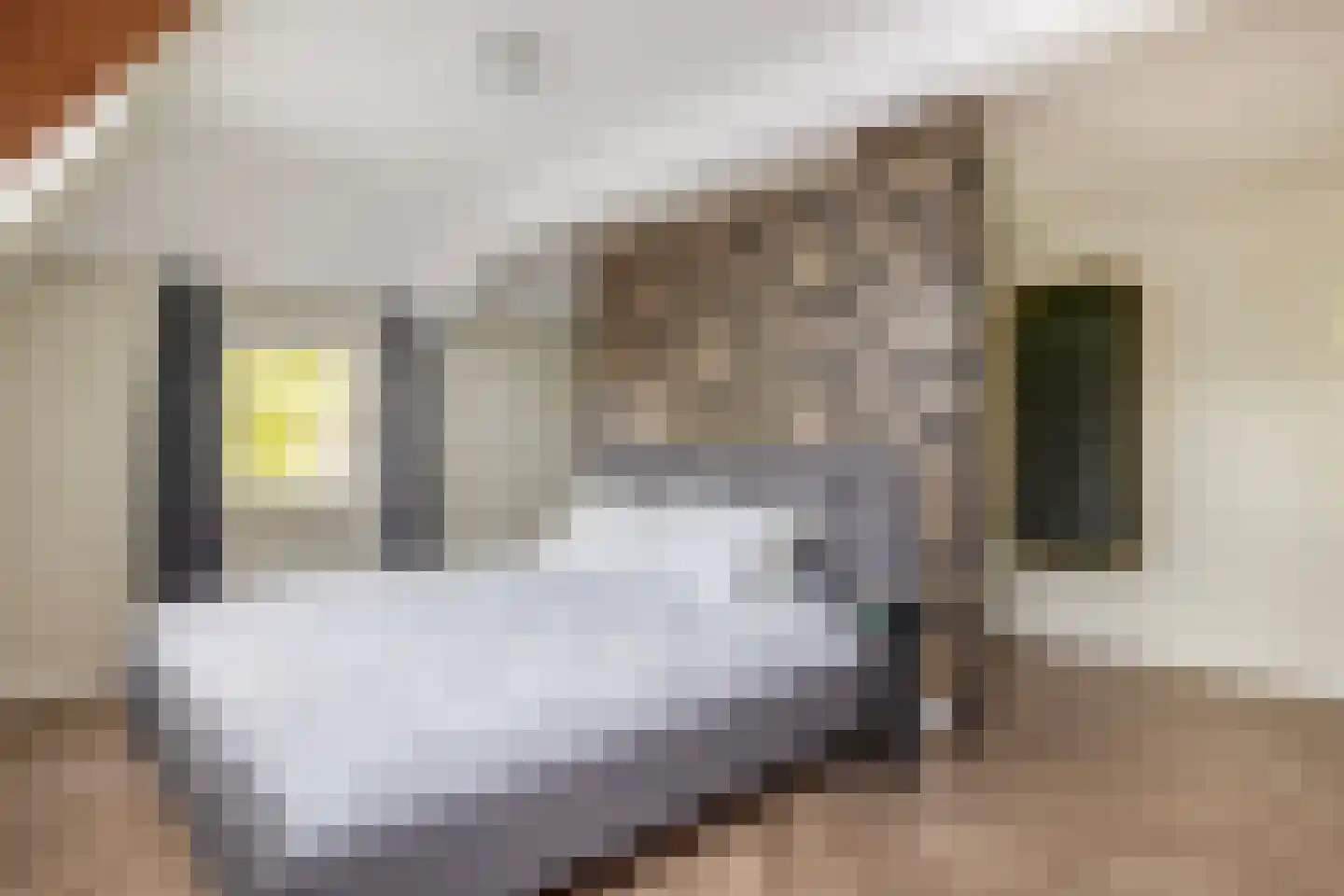 Augusta de Witstraat 40 Gemert thumbnail 44