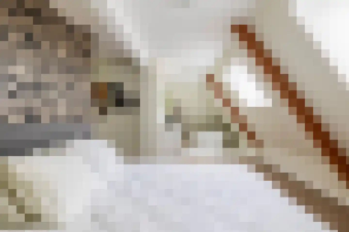 Augusta de Witstraat 40 Gemert thumbnail 46