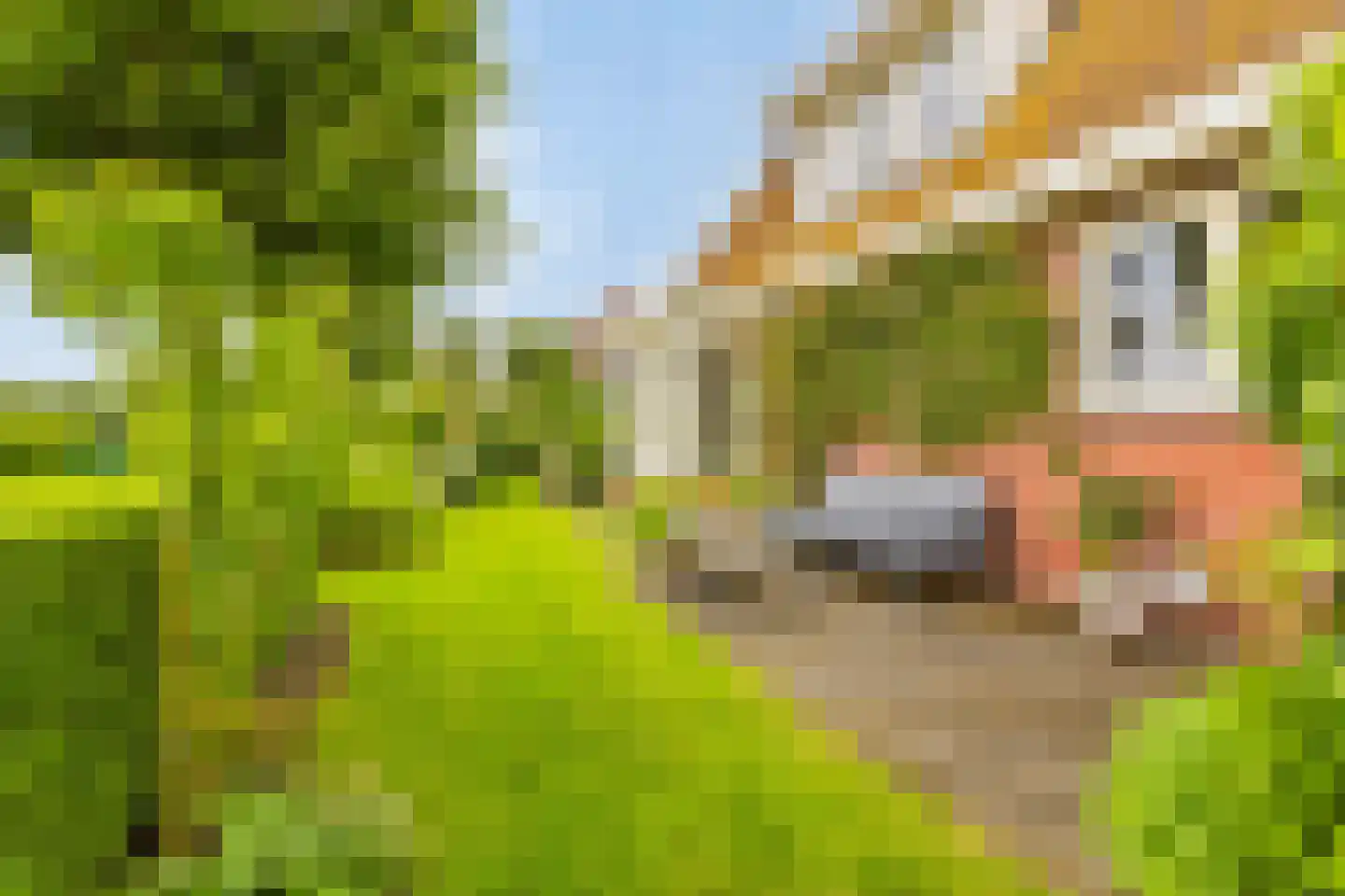 Augustinushof 15 Vrouwenpolder thumbnail 39