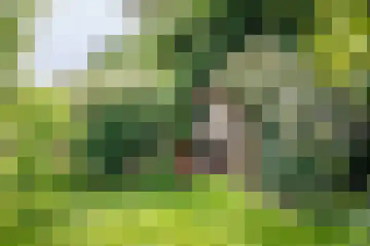 Augustinusweg 30 Siebengewald thumbnail 6