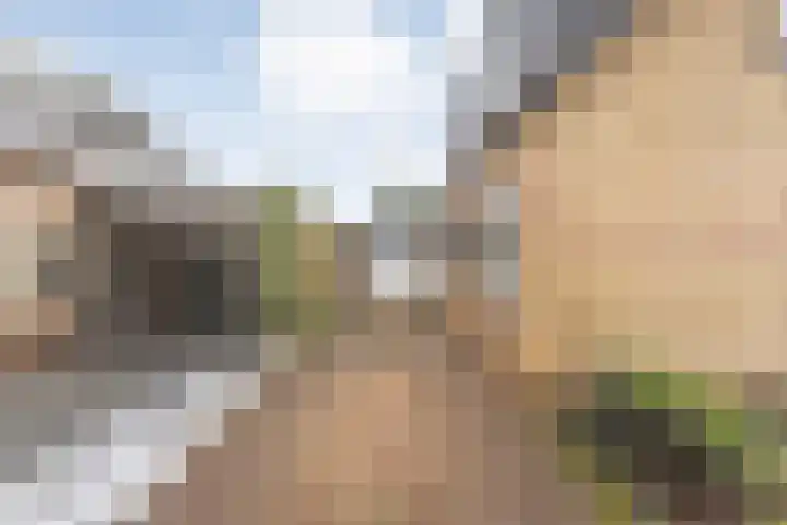 Auke Vosstraat 78 Slagharen thumbnail 4
