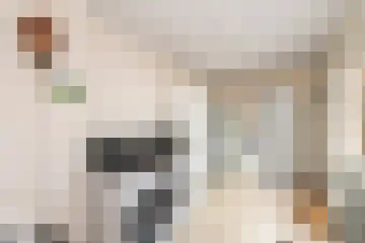 Aukebaes 6 Joure thumbnail 15
