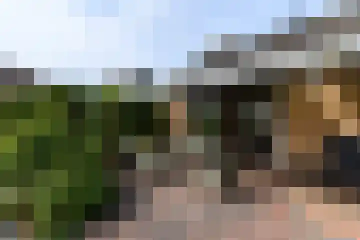 Aukebaes 6 Joure thumbnail 34