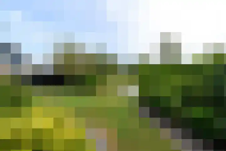 Aukebaes 6 Joure thumbnail 38