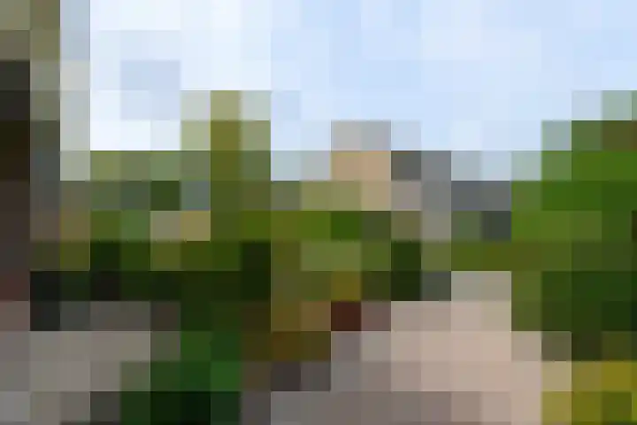 Aukebaes 6 Joure thumbnail 44