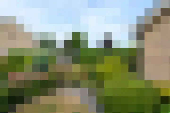 Aukebaes 6 Joure thumbnail 45