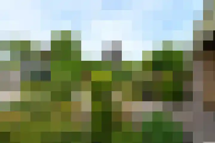 Aukebaes 6 Joure thumbnail 46