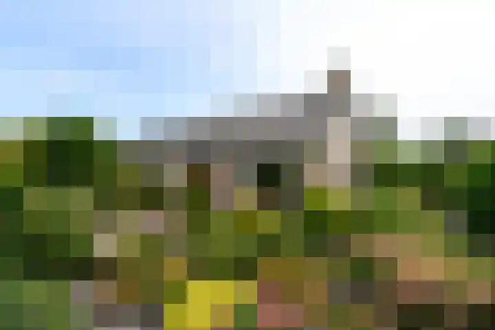 Aukebaes 6 Joure thumbnail 53
