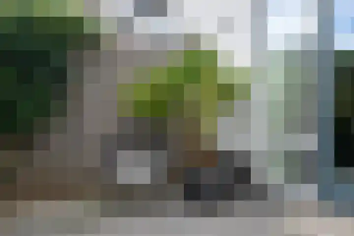 Aurelia 6 Terneuzen thumbnail 33