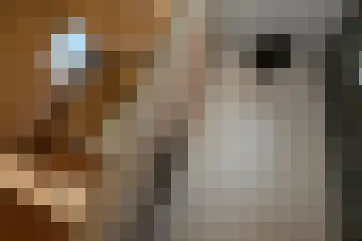 Aureus 103 Elst thumbnail 42