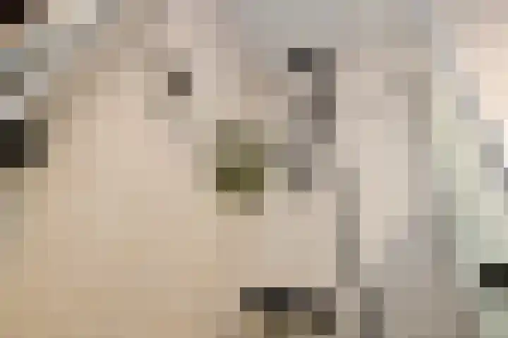 Aureus 80 Elst thumbnail 34