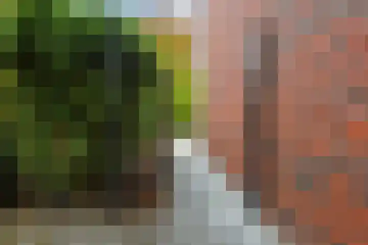 Aureus 80 Elst thumbnail 7