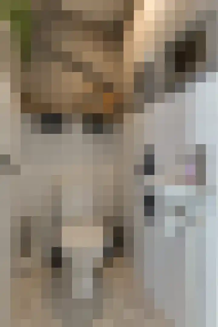 Aurora 74 Opmeer thumbnail 19