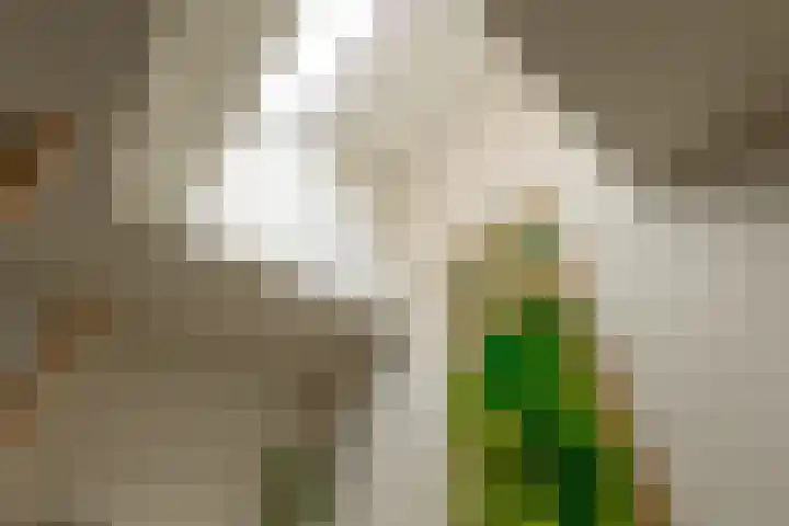 Aurora 74 Opmeer thumbnail 39