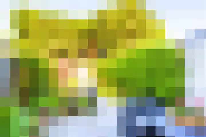 Aveling 10 Mijnsheerenland thumbnail 26