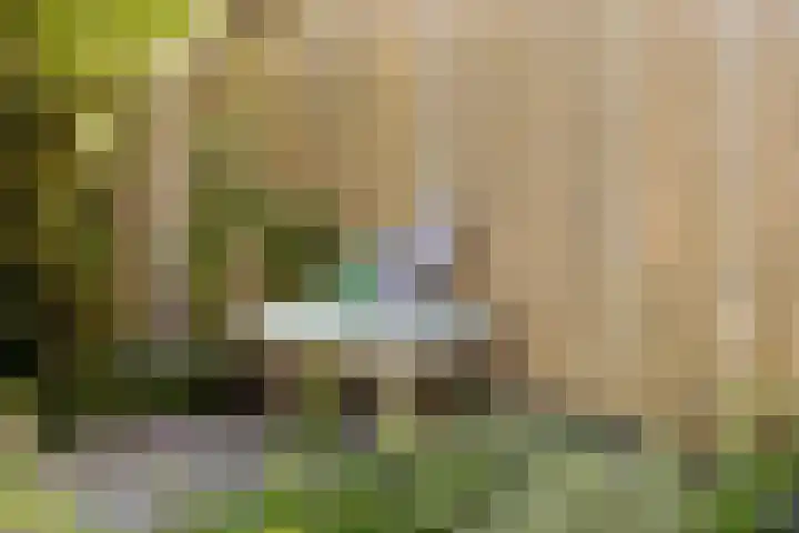 Averbergen 6 Raalte thumbnail 34