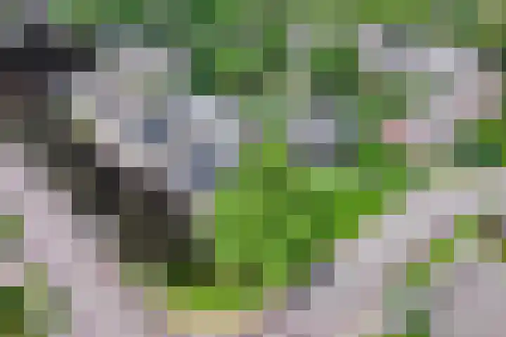 Averbodelaan 37 Hooge Mierde thumbnail 61