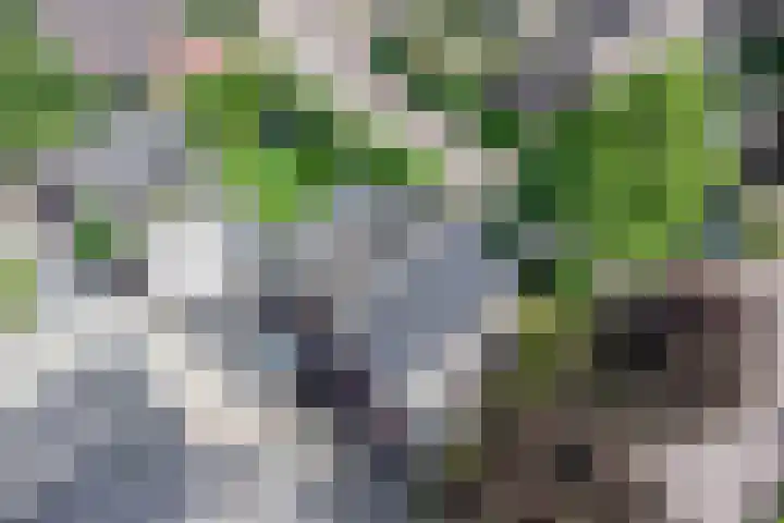 Averbodelaan 37 Hooge Mierde thumbnail 63