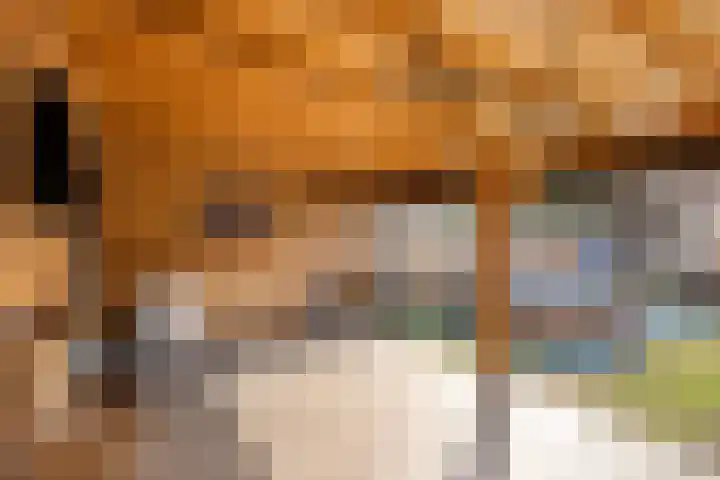 Averbodestraat 25 Helden thumbnail 35