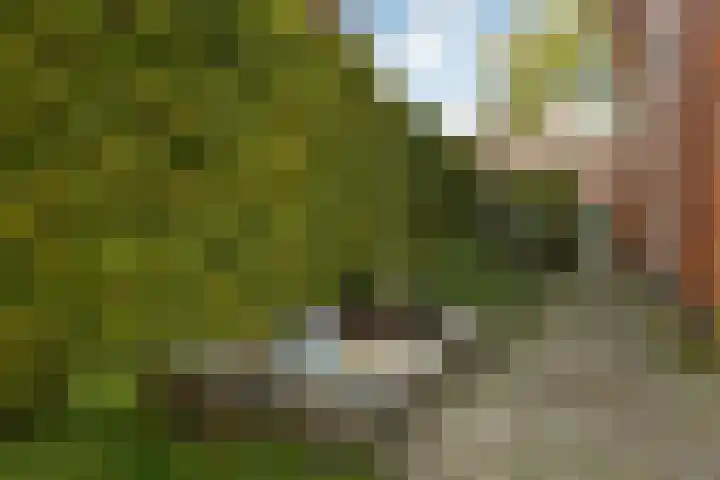 Avondster 30 Elst thumbnail 31