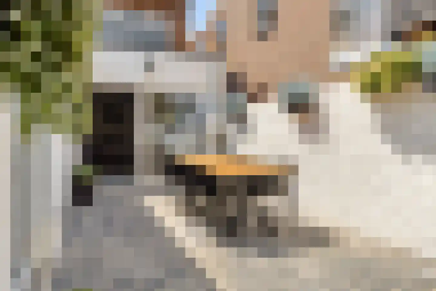 Axelsestraat 36 Terneuzen thumbnail 47