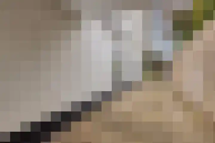Azaleahof 4 Made thumbnail 32
