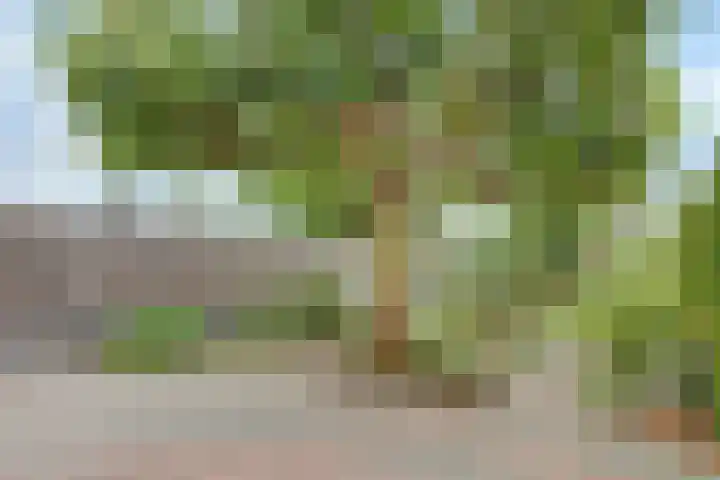 Azalealaan 66 Yerseke thumbnail 26