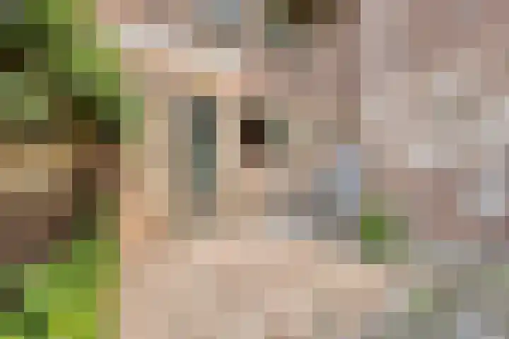 Azaleastraat 25 Amsterdam thumbnail 8