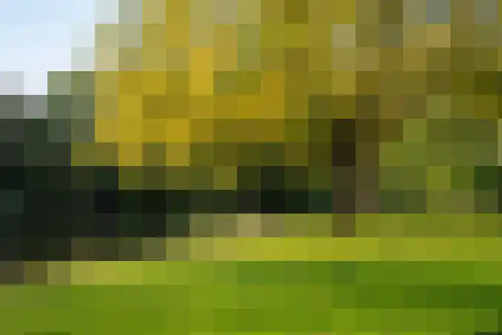 Azaleastraat 6 Amsterdam thumbnail 41
