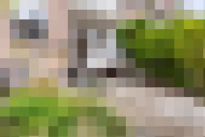 Azaleastraat 72 A Rotterdam thumbnail 14