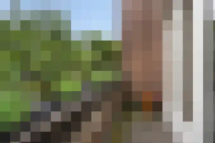 Azaleastraat 78 Den Haag thumbnail 47