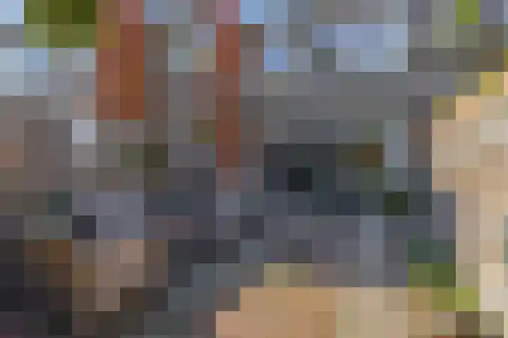 Azarooldoorn 12 Rotterdam thumbnail 5